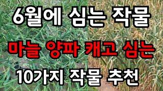 6월에 심는 작물 마늘 양파 감자 캐고 심을수있는 10가지 추천 맛있고 효능 좋은 텃밭 식물 여름에맛있는과일채소 #주말농장#귀농#귀촌 #garden#gardening#힐링#건강