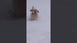 Bowie, the Golden Retriever pup’s first snow. #goldenpup #ilovegoldenretrievers