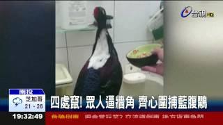 保育動物藍腹鷴闖民宅屋主急討救兵