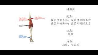 20220106 关键词  生理解剖学  肌肉系统  下肢2