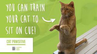 Cat Pawsitive: Home Edition | Train Your Cat to Sit on Cue!