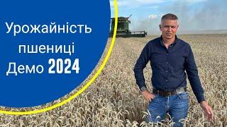 Урожайність пшениці на нашому демо в 2024 році