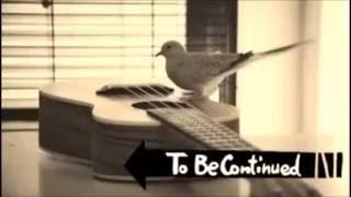 Bird playing roundabout XD