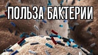 Польза бактерии, важность микробного баланса