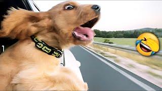 Funniest Animal Videos 2024  - Funny Cats And Dogs Videos 