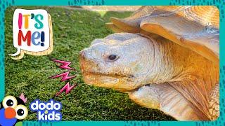 Grumpy Tortoise Only Loves ONE Thing... | Dodo Kids | It's Me!