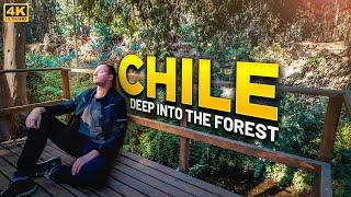 Deep Into The Forest - CHILE Hiking Vlog [4K]