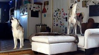 Huskies Howling While Home Alone!