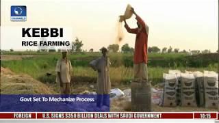 Kebbi Rice Farming: 250,000 Hectares Still Manually Cultivated