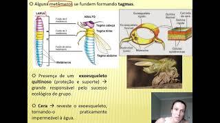 Arthropoda - parte 01