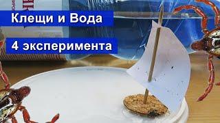 Клещи и Вода: боятся, тонут или плавают? Провел 4 эксперимента