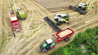 Claas Lexion 8800 cutting Wheat with MacDon FD241Headers | Harvest 2024