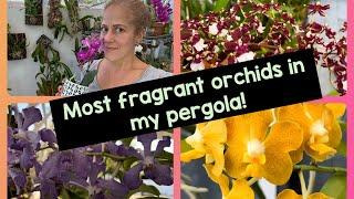 My Most Fragrant Orchids Right Now in my Orchids Garden!! Must Haves!!