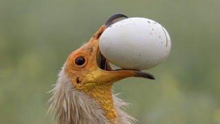 An Egyptian Vulture