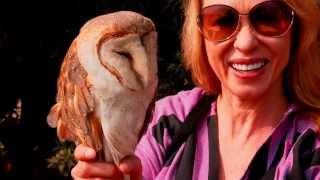 Releasing captured owls into the wild. Freeing owl in Myanmar, 4K UHD