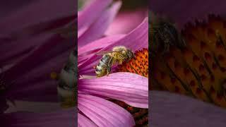 How to Take Awesome Macro Photos in 20 Seconds!