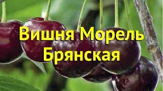 Вишня обыкновенная Морель Брянская. Краткий обзор, описание prunus cerasus Morel Bryanskaya