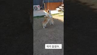 개난장판 주둥이 물린 럭키#웰시코기#강아지##shorts