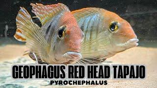 Geophagus Redhead Tapajos finally breed