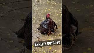 Anne olmak hissetmek o duygu her canlıda vardır..