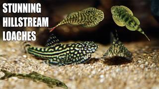 Discover 5 Hillstream Loaches That Will Transform Your Tank!