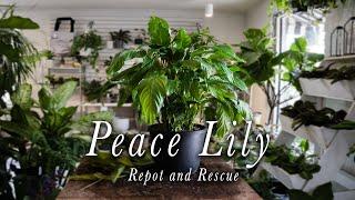 Relaxing Peace Lily Repot and Rescue