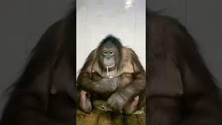 Chimpanzee drinking juice || World of animals || Wildlife #chimpanzee #animals #wildlife  #shorts