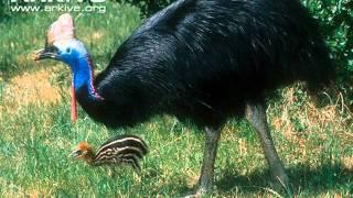 Calls of the Cassowary