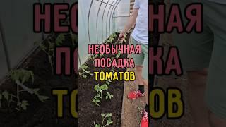 Необычная посадка томатов: урожай будет хороший