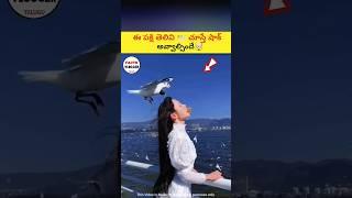 ఈ పక్షి తెలివి చూస్తే షాక్ అవ్వాల్సిందే ⁉️| intresting facts in telugu|#telugu #telugufacts #facts