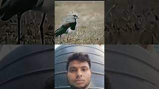 powerful Bird sanctuary #motivation #youtube