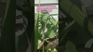 26.05.24, вс. У рассады двух  индетерминантных томатов у стены дома появились бутоны после 8 листа