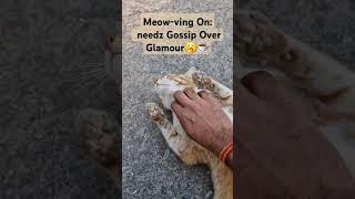 When gossip is your #catnip #priorities                     #cat #animals #catlover #cats #catvideos