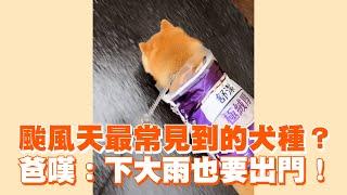 颱風天最常見到的犬種？　柴犬爸嘆：下大雨也要出門！｜寵物動物｜柴柴