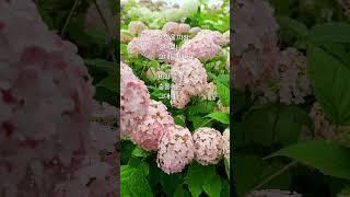 비에젖고있는 아나벨수국동산#수국명소#증평송산공원#아나벨수국 #flowers # #치유 #힐링 #여행#자연명상 #art #korea #꽃날 #장마