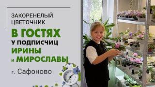 В гостях у Ирины и Мирославы. Фиалки, хойи, фикусы, кактусы в г. Сафоново Смоленской области
