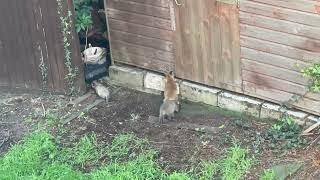 Foxes of Barton