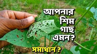 আপনার শিম গাছের পাতা এমন হচ্ছে? How to control bean disease | Bean plant diseases and remedies