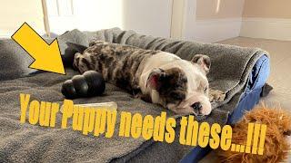 English Bulldog Puppy at 12 weeks / Her toys!!! 