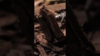 Dangerous Black Scorpion #shortvideo #trending #ytreels #youtubeshorts #scorpion@arlenelangga3511