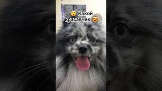 Бенни вырастет и всех дам покорит #богородское #зоосалон #петнишко #преображенка #шпиц #shorts #dog