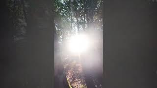 #dreamer #forest #peacewithin