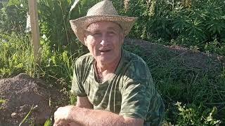 Виноградник в Ленинградской области в середине июля 2022 года