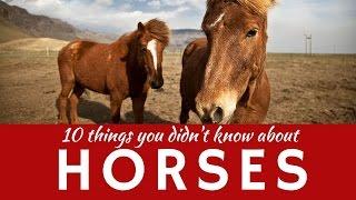 Best HORSE facts & 10 fun things about ponies (equine animals presentation)