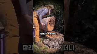 그루터기에 불을 지르는 이유