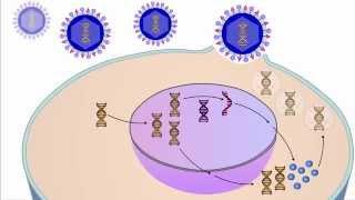 The Viral Life Cycle