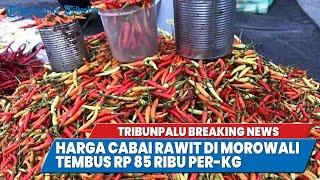 TRIBUNPALU BREAKINGNEWS : HARGA CABAI RAWIT DI MOROWALI TEMBUS RP 85 RIBU PER-KILOGRAM