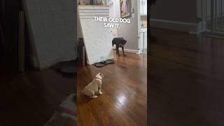 This dog reaction to new puppy is too hilarious 