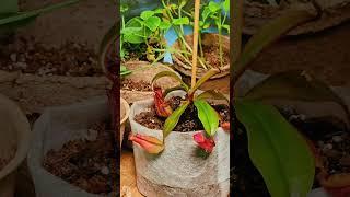April 21, 2025"Gardening Under the Moon: A Sustainable Garden Tour#GardeningUnderTheMoon