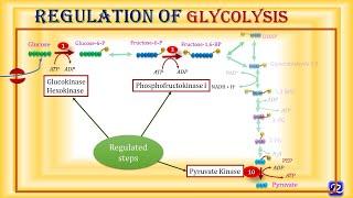 6: Glycolysis: Regulation | Carbohydrates Metabolism-6 | Biochemistry | N'JOY Biochemistry